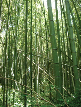bamboo flooring renewable source